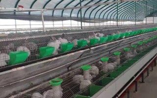 兔子繁殖的快吗，兔子的繁殖速度比较快