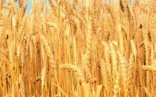 郑科168小麦种子简介，适宜播种期10月上中旬