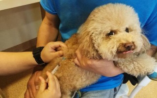 犬瘟热的症状，初期其体温可高达39.5-41℃