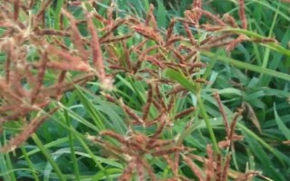 香附用什么土种植，选择有机质含量高且透气性较好的沙土或者沙壤土