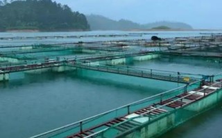 养殖鳜鱼的条件,池塘水源要充足、干净、温度适宜