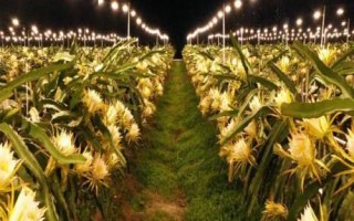 种植火龙果夜晚为什么要用灯照射,夜晚增加光照可以延长花期
