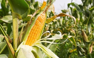 花糯99玉米种子特征特性，中抗茎腐病