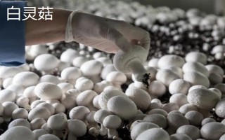 农村种什么东西有高收益,车厘子、香椿、藜麦等作物值得考虑