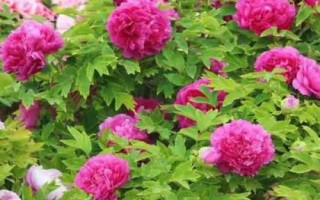 开花很香的树有哪些，这5种在生活中非常常见