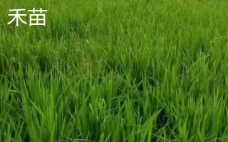 稗草和禾苗的区别，叶片形状不同