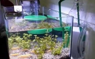怎么才能让鱼缸里的死水变成活水，最好安装一个过滤器