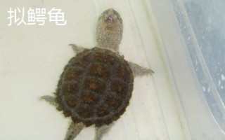 水龟的种类,常见的有这十种