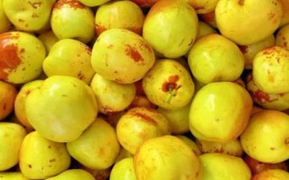 北方可以种什么品种的枣树，灰枣、金铃圆枣、临泽小枣、冬枣等任选