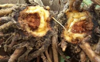 当归根腐病的症状，主要危害植株的根茎