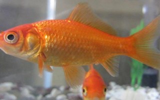 金鱼喜欢阳光还是阴凉，总体上金鱼是比较喜阴的