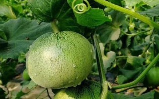 农村种植什么市场潜力大,这几个项目很有钱途