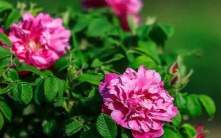 山东济南的特产,有东阿阿胶、文祖花椒等