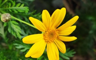 菊花属于喜阴还是喜阳植物，需要养在光线较好的环境中