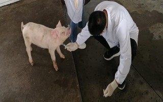 猪的哪个部位适合采血,取决于猪的重量等条件