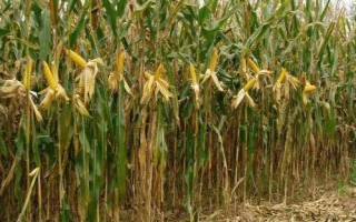 来玉1903玉米品种的特性,亩种植密度4500株