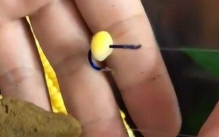 玉米钓鱼什么季节最好，从春季末期到秋季初期都适合