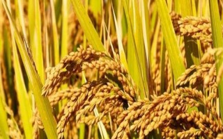 亿两优8号水稻种子简介，中抗白叶枯病（病指39）