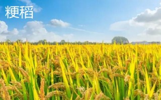 云粳136稻谷的特点，其生育期为180天