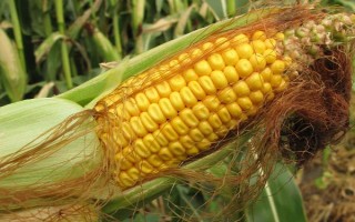 陕单622玉米品种的特性,生育期121.0天