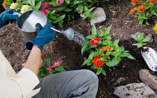 怎么浇花，不干不浇，浇则浇透