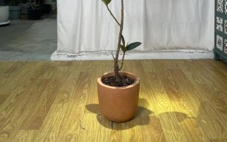 橡皮树怎么砍头,正常状态或较为胶状的橡皮树才适合砍头