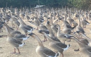 农村冷门养殖项目，可以养殖蜈蚣、蚯蚓等