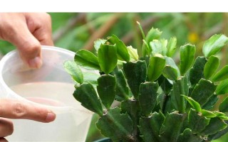 怎么养殖蟹爪兰,春秋季节每隔4天浇一次水