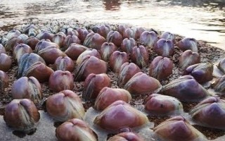 花甲的品种,常见的有花蛤、毛蛤、文蛤等