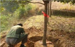 桂花树养几年才会开花，养殖4-5年才可以开花