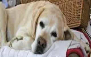 狗狗突然呕吐的原因,可能是吃的太多所致