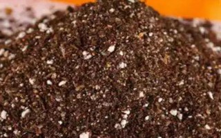 千手观音仙人掌开花所需时间，一般需要3年才能看到花朵