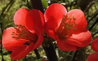 海棠花与梅花有什么区别,株形、叶片、花朵、花期均不同