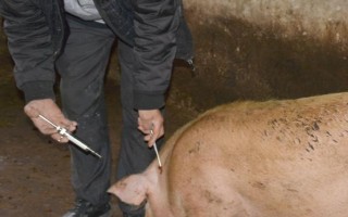 母猪生产时能不能使用氯前列醇钠,怀孕113天时可进行肌注