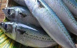 鲅鱼是不是海鱼，主要分布在太平洋