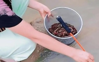 钓泥鳅用什么饵料,蚯蚓、红虫、谷物等饵料均可使用