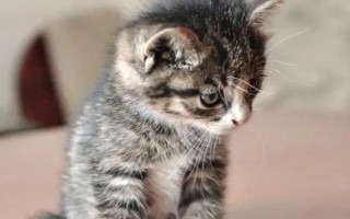 猫鼻支和感冒鼻炎有什么区别，前者会出现流泪和打喷嚏等症状、后者具有流涕和呼吸异常等表现