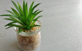 在家种菠萝的方法,切下顶冠晾干后再水培