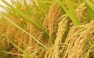 吉粳528水稻种子介绍,每亩有效穗数22.1万