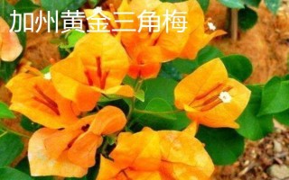 三角梅的名贵品种，加州黄金三角梅最贵