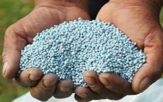 小麦叶尖发黄的原因，氮肥施用过多或除草剂药害均会导致