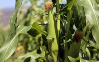 M913玉米品种的特性，注意防治灰斑病