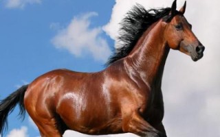 汗血宝马介绍，其祖先是生长在戈壁地带的野马