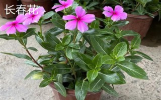 重阳节有哪些花卉开放，一串红、大丽花等品种均在此时开花