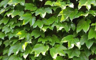 爬山虎的种子种植方法，幼苗期要常洒水保持土壤湿润