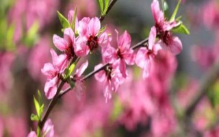 花朵的组成部分，主要包括花萼、花托、花冠等部位