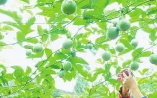 百香果什么时候成熟,7-9月份成熟