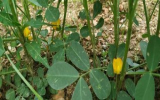 花生种的选留方法，可将饱果率高、生长势强、不早衰的优良单株作为选留种株