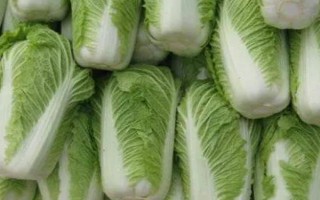 白菜的产量,亩产量可达到一万斤左右