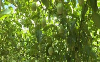 百香果种一次能活多少年，可以活到20年左右